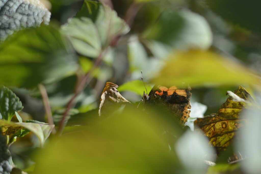 An Indian Red Admiral butterfly.