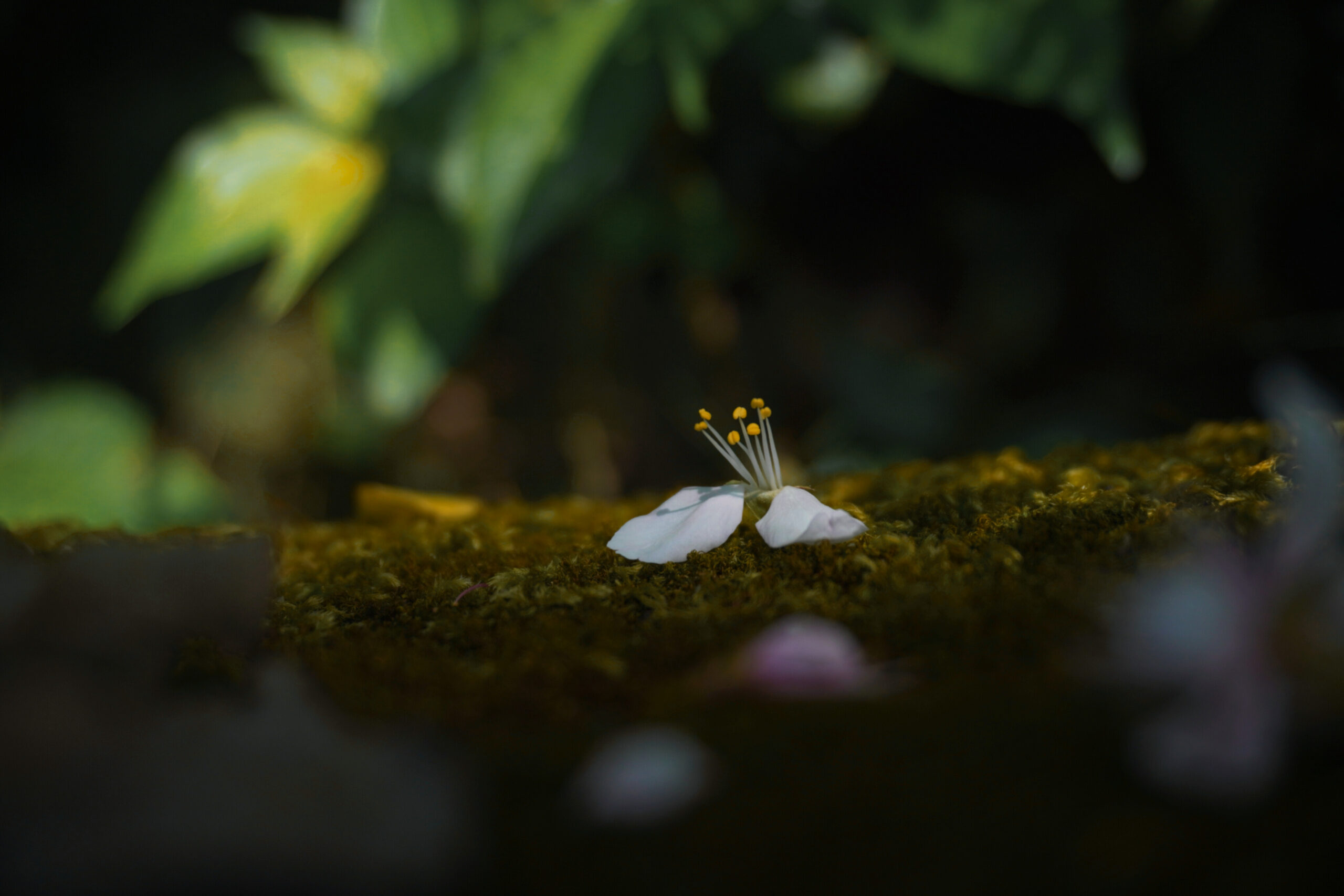 Independence – An Artist’s Perspective